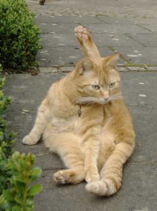 Miaou