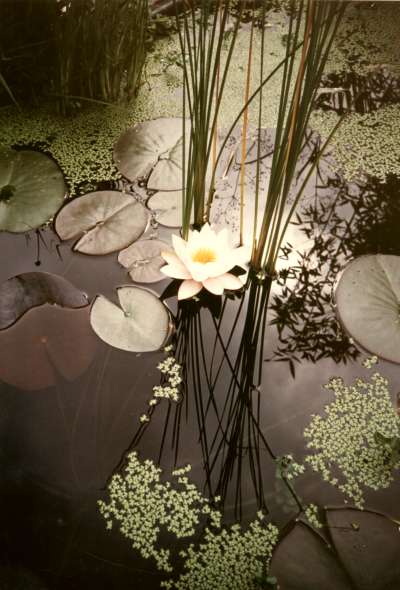 Seerose