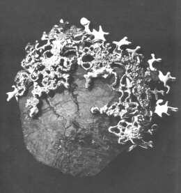 Rubin - ausgesprochen irrational